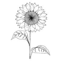 schizzo di girasole. illustrazione botanica di girasole bianco e nero. vettore