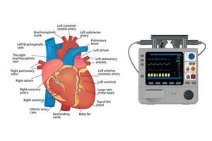 anatomia di il umano cuore. elettrocardiografico paziente monitoraggio - medico dispositivo, per manifesto vettore