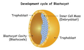 sviluppo ciclo di blastocisti scienza design vettore diagramma