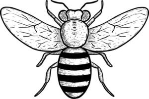 disegnato a mano di ape insetto animale su bianca vettore