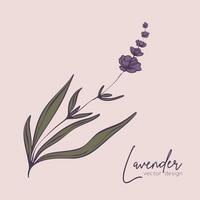 botanico linea illustrazione di un' lavanda ramo per nozze invito e carte, logo disegno, ragnatela, sociale media e manifesti modello. elegante minimo stile floreale vettore isolato.