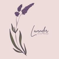 botanico linea illustrazione di un' lavanda ramo per nozze invito e carte, logo disegno, ragnatela, sociale media e manifesti modello. elegante minimo stile floreale vettore isolato.