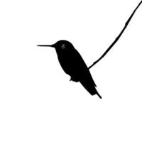 arroccato colibrì silhouette, può uso arte illustrazione, sito web, logo grammo, pittogramma o grafico design elemento. vettore illustrazione