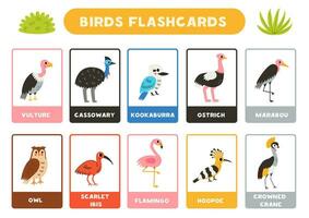 carino uccelli con nomi. flashcard per apprendimento inglese. vettore