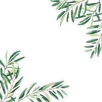 oliva albero piazza telaio, confine. oliva rami angoli. mano disegnato acquerello botanico illustrazione. può essere Usato per carte, loghi e cibo design. vettore