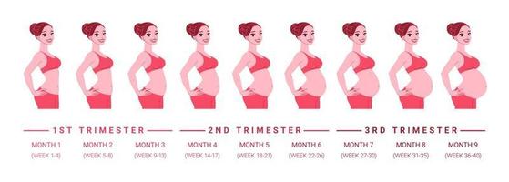 progresso dello sviluppo della gravidanza per mesi illustrazione vettoriale