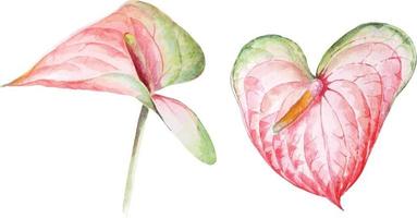 fiore di anthurium con acquerello 1 vettore