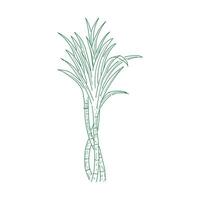 Vintage ▾ retrò inchiostro mano disegnato di zucchero canna pianta albero per Spezia o agricoltura azienda agricola Prodotto vettore