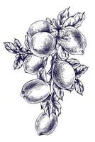 limoni succoso, maturo con le foglie su il rami con fiori, totale. grafico botanico illustrazione mano disegnato nel blu inchiostro. isolato oggetto eps vettore. vettore