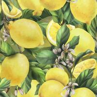 limoni siamo giallo, succoso, maturo con verde foglie, fiore mini cuffie su il rami, totale e fette. acquerello, mano disegnato botanico illustrazione. senza soluzione di continuità modello su un' bianca sfondo. vettore