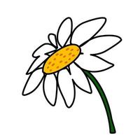 vettore di stile disegnato a mano libera di fiori di camomilla o margherita su bianco