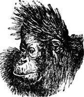 il orangutan testa, Vintage ▾ incisione. vettore