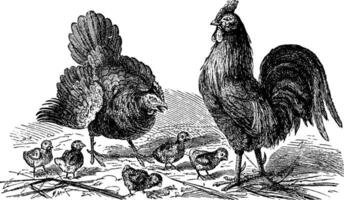 gallina, Gallo e pulcini, Vintage ▾ incisione. vettore