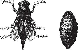 mosca botta, Vintage ▾ incisione. vettore