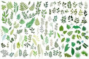 verde pianta le foglie enorme collezione piatto vettore. impostato di foresta erbe aromatiche, rami, e tropicale verde le foglie. vettore