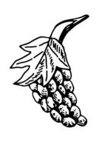 uva mazzo schizzo clipart. maturo frutta scarabocchio isolato su bianca. mano disegnato vettore illustrazione nel incisione stile.