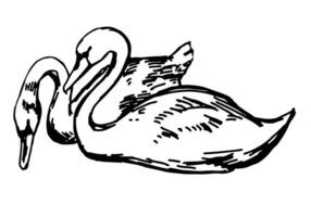 cigni coppia clipart. singolo scarabocchio di uccelli acquatici uccelli animale isolato su bianca. mano disegnato vettore illustrazione nel incisione stile.