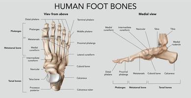 composizione delle ossa del piede umano vettore