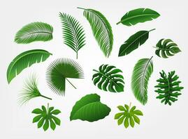 tropicale le foglie impostato isolato, adatto per natura concetto, estate e vacanza, vettore illustrazione