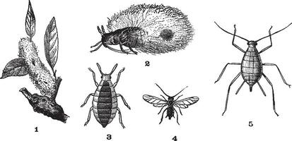 afidi o pianta pidocchi, 1. di lana adelgid. 2. di lana adelgid. 3. radice afide. 4. rosa afide maschio. 5. rosa afide femmina, Vintage ▾ incisione. vettore