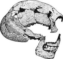 cranio di il uomo di spiare Vintage ▾ illustrazione vettore