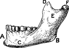 inferiore mascella di uomo Vintage ▾ illustrazione vettore