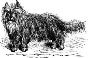 skye terrier o canis lupus familiarità Vintage ▾ incisione vettore