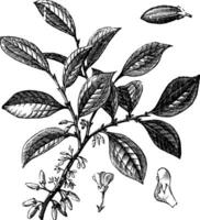 cocaina o coca o erythroxylum coca Vintage ▾ incisione vettore