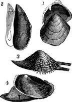 molluschi. 1. nutlet 2. muffa 3. a partire dal verrucoso 4. anodonta anatre, Vintage ▾ incisione vettore