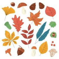 autunno le foglie collezione. autunno colorato elementi decorazione design. di stagione colorato silhouette fascio. erbario impostato con ghiande e pigne mano disegnato piatto vettore illustrazione isolato su bianca