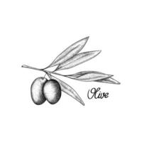 vettore illustrazione oliva ramo con 2 frutta nel il incisione stile. design di oliva olio o confezione e etichetta per il bottiglia. mano disegnato isolato