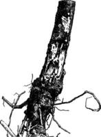 bianca pino albero attaccato di armillaria mellea Vintage ▾ illustrazione. vettore