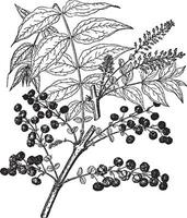 ramo, fiore, coriaria, giapponese, arbusto, coltivato, ornamentale, frutta Vintage ▾ illustrazione. vettore
