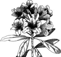 rododendro Vintage ▾ illustrazione. vettore