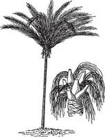 un' Sud americano palma Vintage ▾ illustrazione. vettore