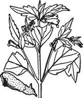 scutellaria Vintage ▾ illustrazione. vettore