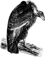 California condor Vintage ▾ illustrazione vettore