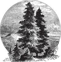 pino alberi Vintage ▾ illustrazione. vettore