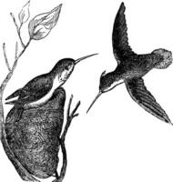 ruvido colibrì o selasphorus rufus Vintage ▾ incisione vettore
