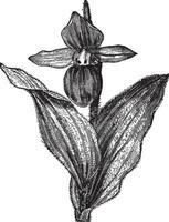 della signora pantofola orchidea o signora pantofola orchidea o pantofola orchidea o cypripedium spettacolare, Vintage ▾ incisione vettore