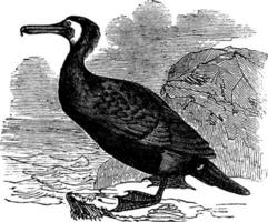 grande cormorano o grande nero cormorano o nero cormorano o nero scopare o falacrocorace carbo Vintage ▾ incisione vettore