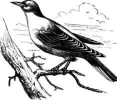 orfano uccello canoro o Sylvia ortensie, Vintage ▾ incisione vettore