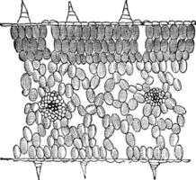 verticale sezione trasversale di un' foglia, Vintage ▾ inciso illustrazione vettore