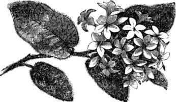 mayflower o trascinamento corbezzolo o epigea repens, Vintage ▾ incisione vettore