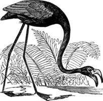 Comune fenicottero o Phoenicopterus sp. o fenicoparro sp., Vintage ▾ incisione vettore