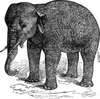 asiatico elefante o asiatico elefante o elefa massimo, Vintage ▾ incisione vettore