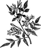 Comune gelsomino o jasminum officinale Vintage ▾ incisione vettore