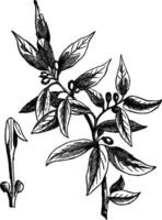 baia le foglie laurus nobilis o dolce baia, Vintage ▾ incisione vettore