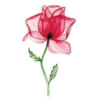 acquerello disegno, trasparente fiore rosa rosa. raggi X vettore