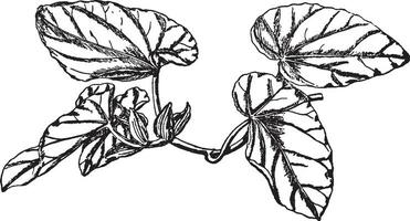 begonia sanguigno Vintage ▾ illustrazione. vettore